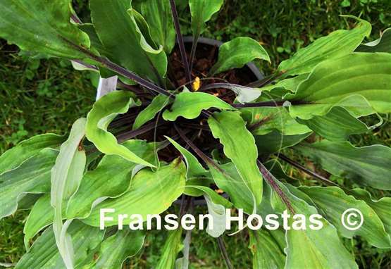 Hosta Chris' Black Ruffles